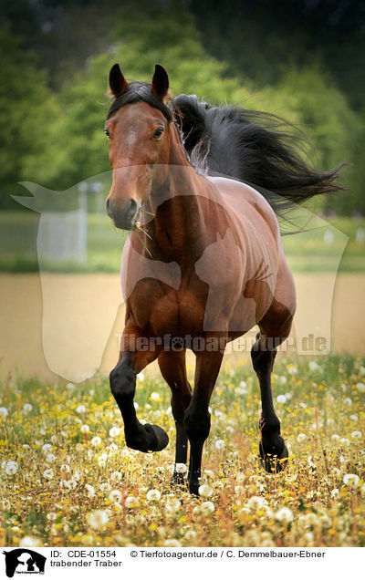 trabender Traber / trotting trotter / CDE-01554