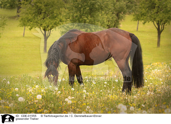 grasender Traber / browsing trotter / CDE-01555
