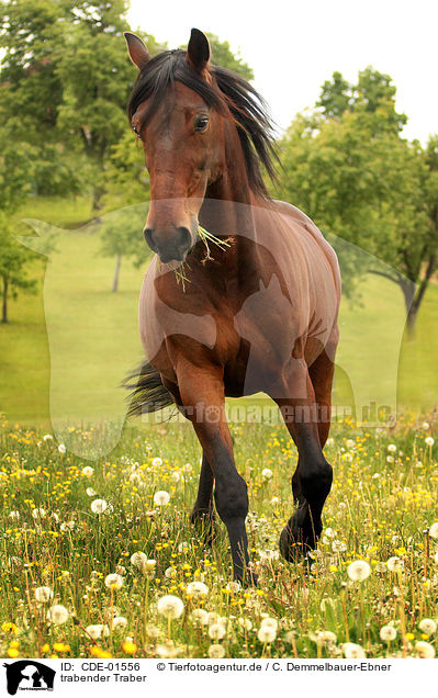 trabender Traber / trotting trotter / CDE-01556