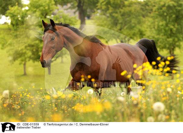 trabender Traber / trotting trotter / CDE-01559