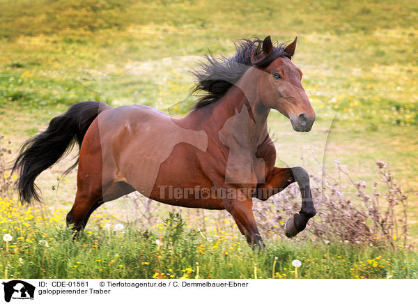 galoppierender Traber / galloping trotter / CDE-01561