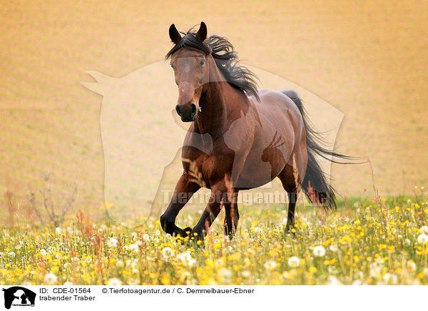 trabender Traber / trotting trotter / CDE-01564