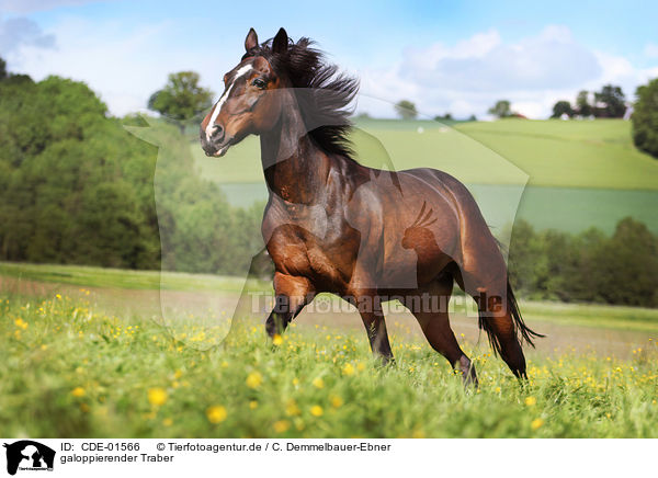 galoppierender Traber / galloping trotter / CDE-01566