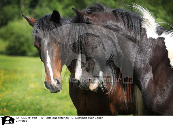 2 Pferde / CDE-01569