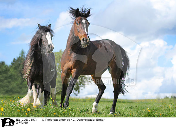 2 Pferde / CDE-01571