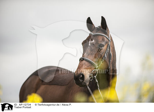 Traber Portrait / trotter portrait / AP-12734