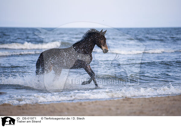 Traber am Strand / Trotter on the beach / DS-01971