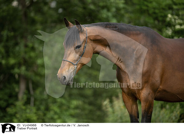 Traber Portrait / trotter portrait / VJ-04966