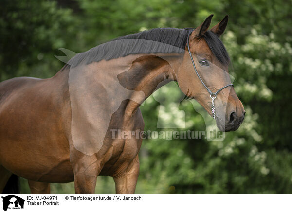 Traber Portrait / trotter portrait / VJ-04971