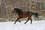 Traber im Schnee