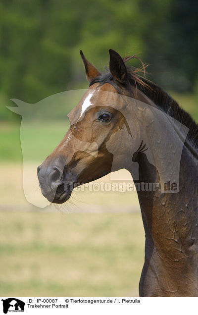 Trakehner Portrait / IP-00087