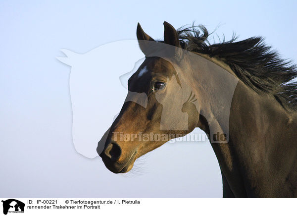 rennender Trakehner im Portrait / running Trakehner Portrait / IP-00221