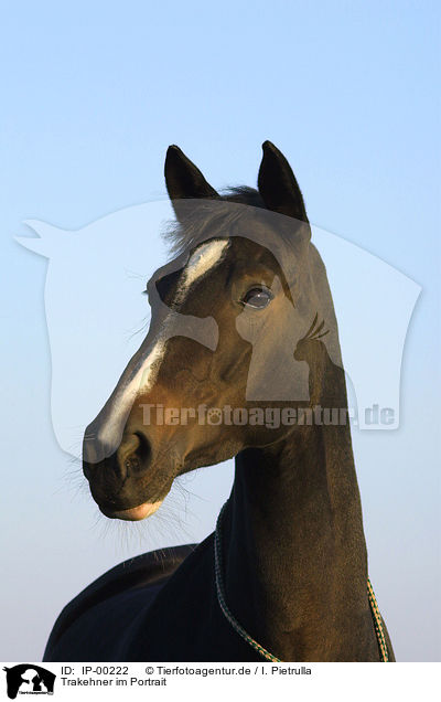Trakehner im Portrait / Trakehner Portrait / IP-00222