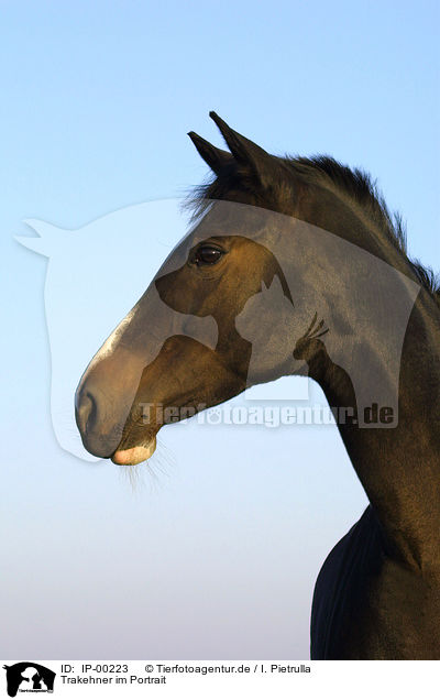 Trakehner im Portrait / IP-00223