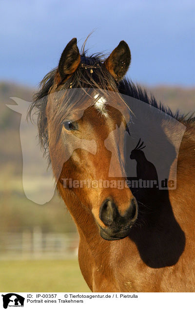 Portrait eines Trakehners / horsehead / IP-00357