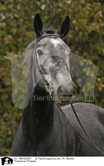 Trakehner Portrait / RR-03051