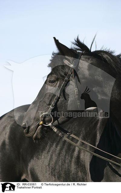 Trakehner Portrait / RR-03061