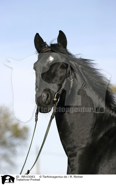 Trakehner Portrait / RR-03063