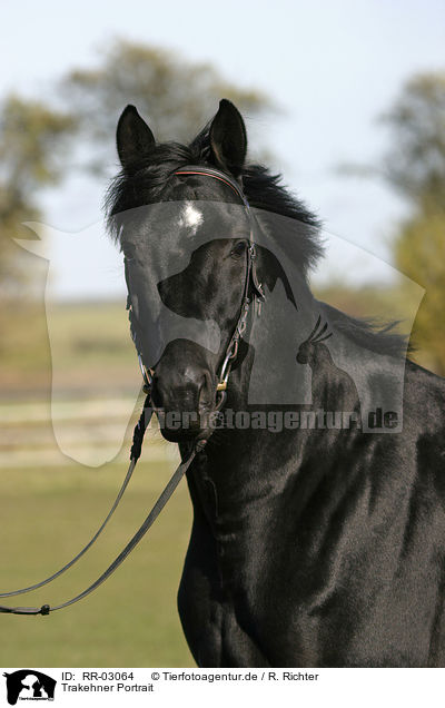 Trakehner Portrait / Trakehner Portrait / RR-03064