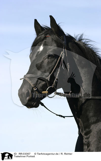 Trakehner Portrait / Trakehner Portrait / RR-03067