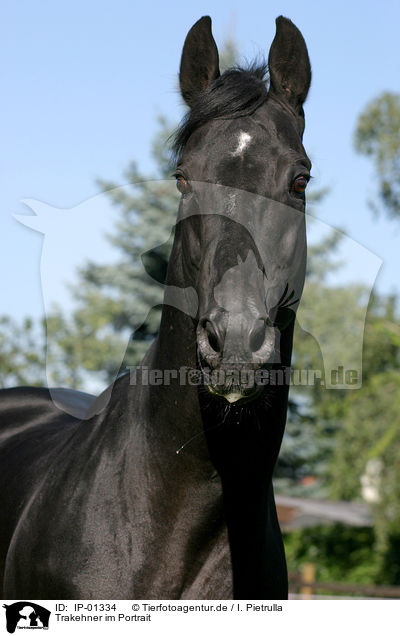Trakehner im Portrait / horse head / IP-01334