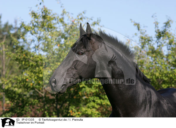 Trakehner im Portrait / horse head / IP-01335