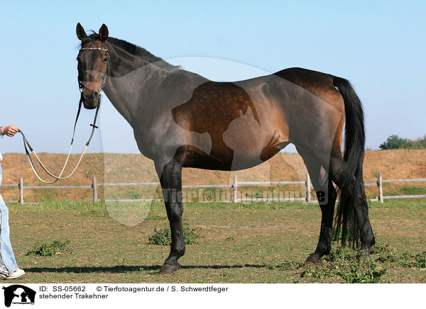 stehender Trakehner / standing Trakehner / SS-05662