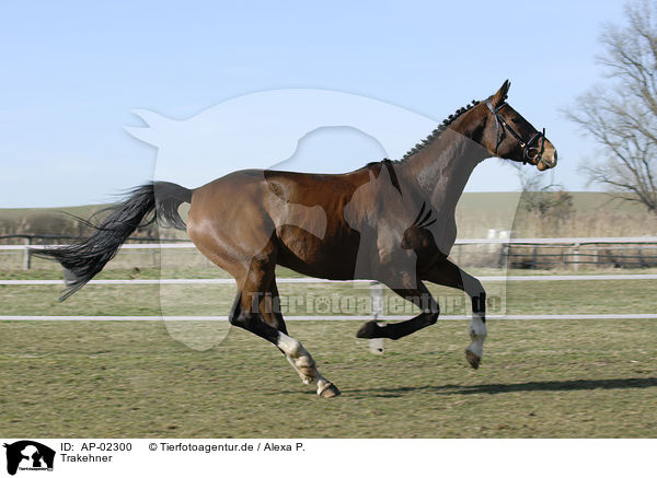 Trakehner / Trakehner / AP-02300
