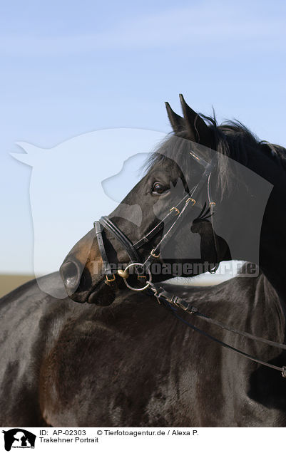 Trakehner Portrait / Trakehner Portrait / AP-02303