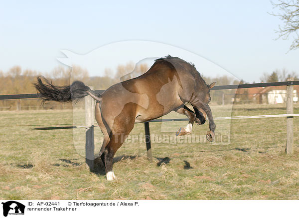 rennender Trakehner / running horse / AP-02441