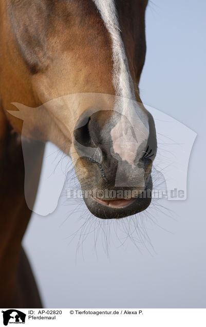 Pferdemaul / horse mouth / AP-02820
