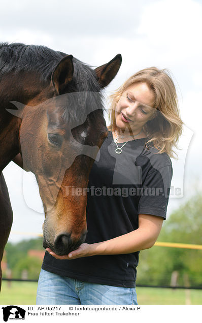 Frau fttert Trakehner / woman feeds Trakehner / AP-05217