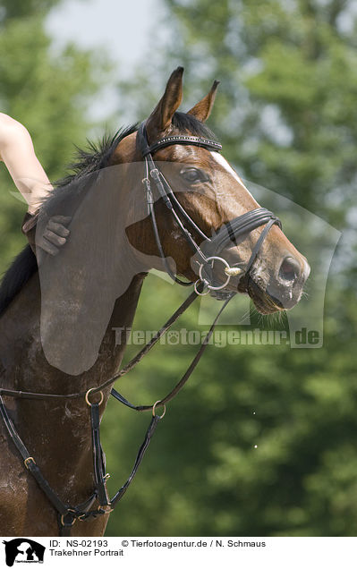 Trakehner Portrait / Trakehner horse portrait / NS-02193