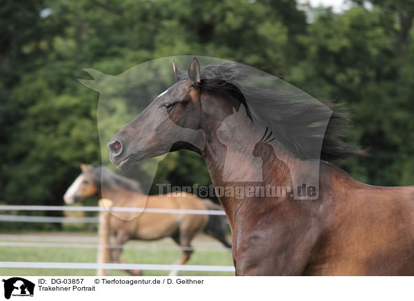Trakehner Portrait / warmblood portrait / DG-03857