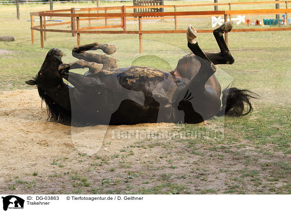 Trakehner / warmblood / DG-03863