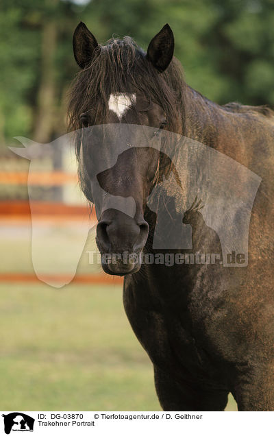 Trakehner Portrait / warmblood Portrait / DG-03870