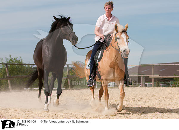 2 Pferde / 2 horses / NS-03109