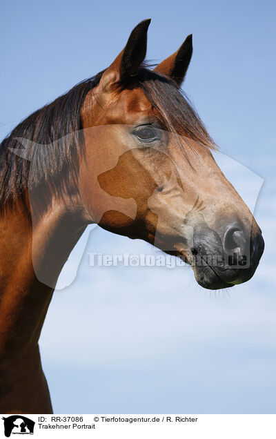 Trakehner Portrait / RR-37086