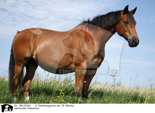 stehender Trakehner / standing Trakehner / RR-37091