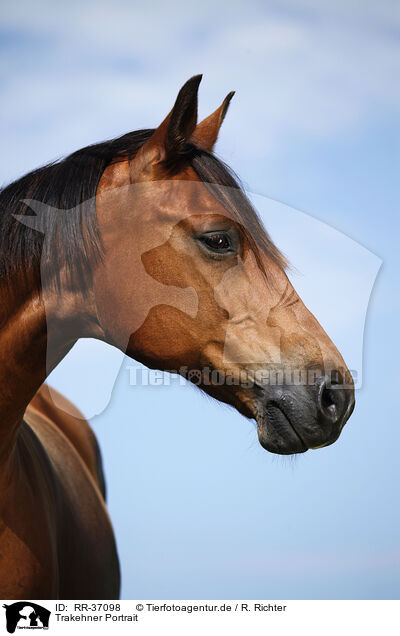 Trakehner Portrait / RR-37098