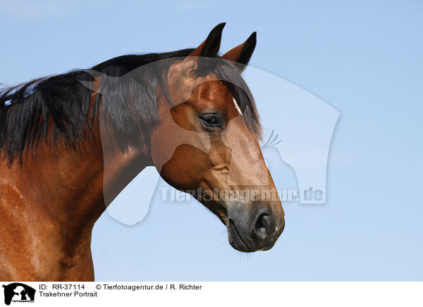 Trakehner Portrait / RR-37114