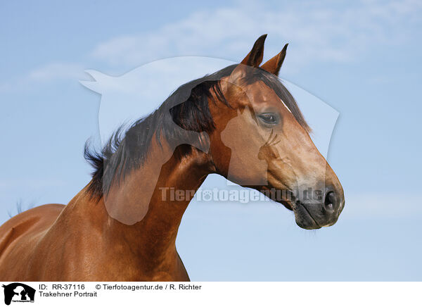 Trakehner Portrait / RR-37116