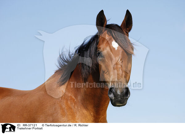 Trakehner Portrait / Trakehner Portrait / RR-37121