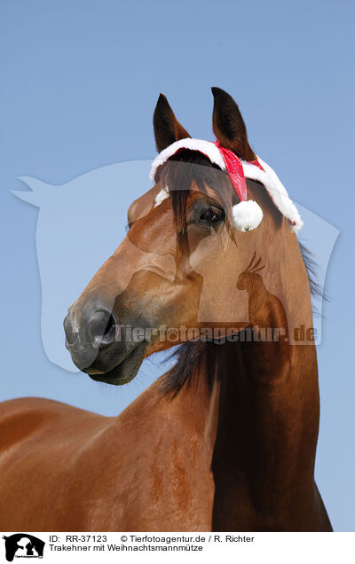 Trakehner mit Weihnachtsmannmtze / RR-37123