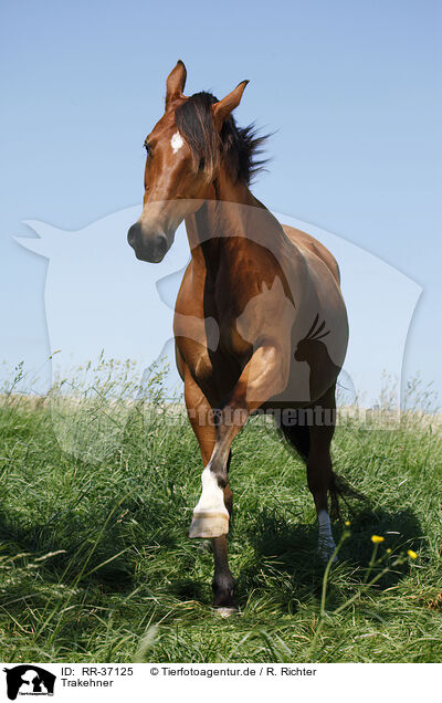 Trakehner / RR-37125