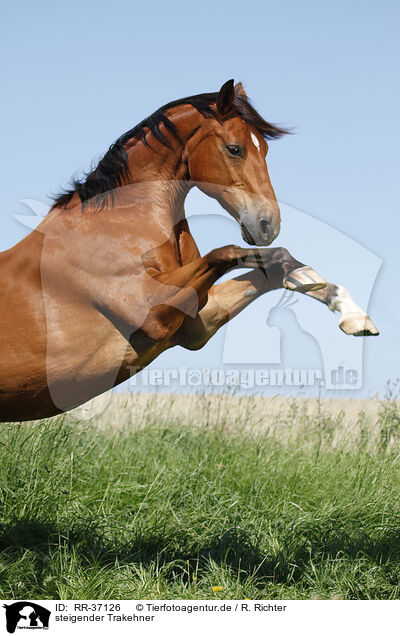 steigender Trakehner / RR-37126