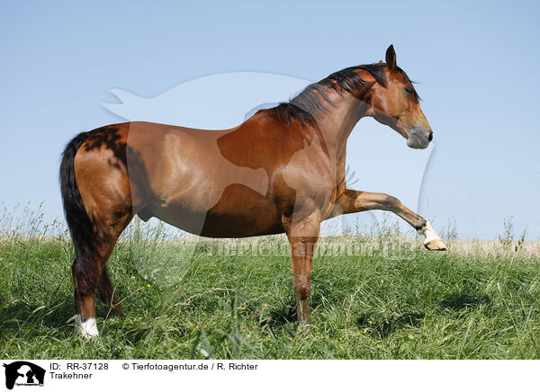 Trakehner / Trakehner / RR-37128