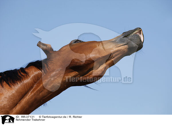 flehmender Trakehner / RR-37131