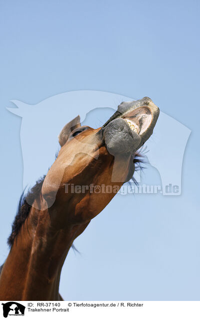 Trakehner Portrait / RR-37140