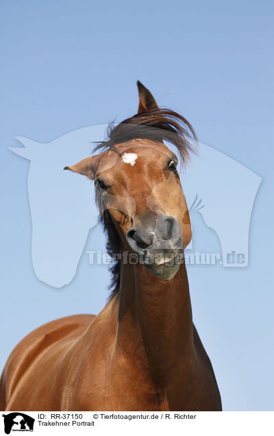 Trakehner Portrait / Trakehner Portrait / RR-37150